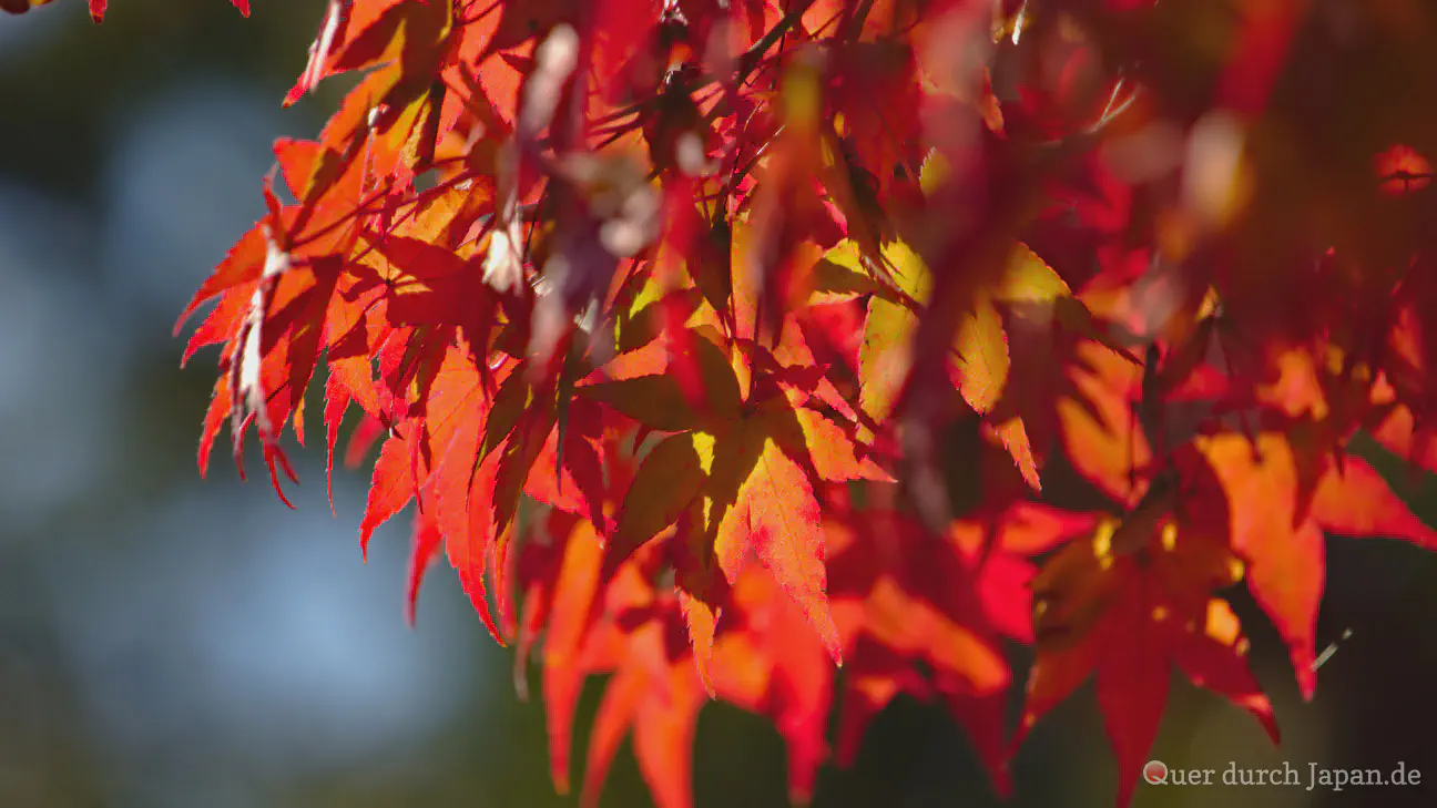 Momiji in Kyōto
