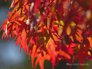Momiji in Kyōto