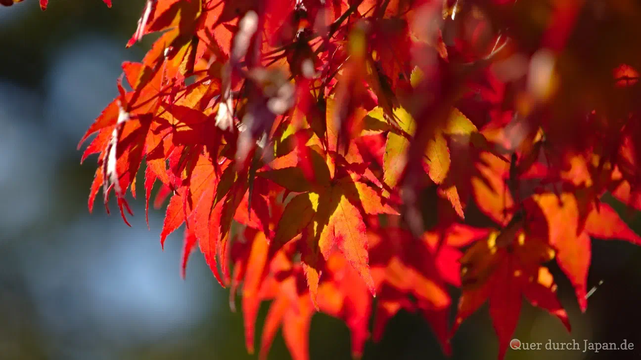 Momiji in Kyōto