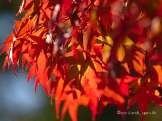 Autumn foliage in Kyoto
